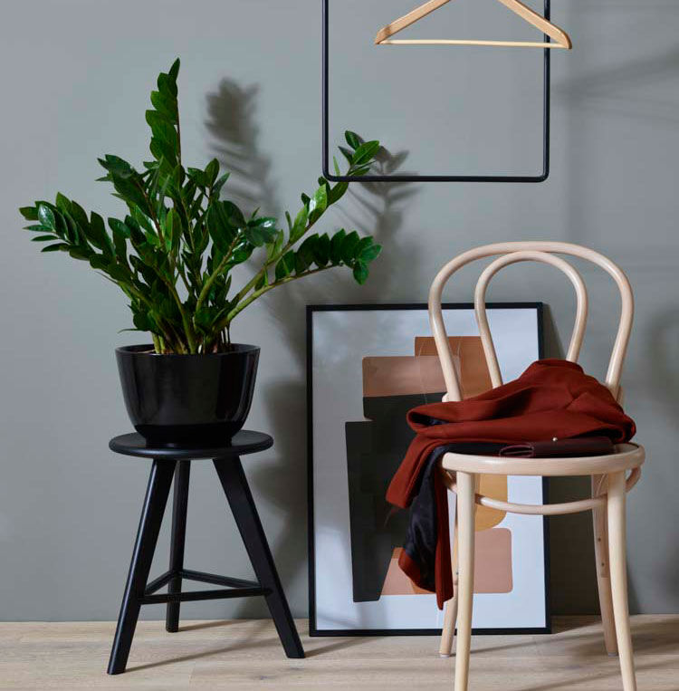 Zamioculcas smaragdpalem grønn plante Zamioculcas smaragdpalem grønn plante