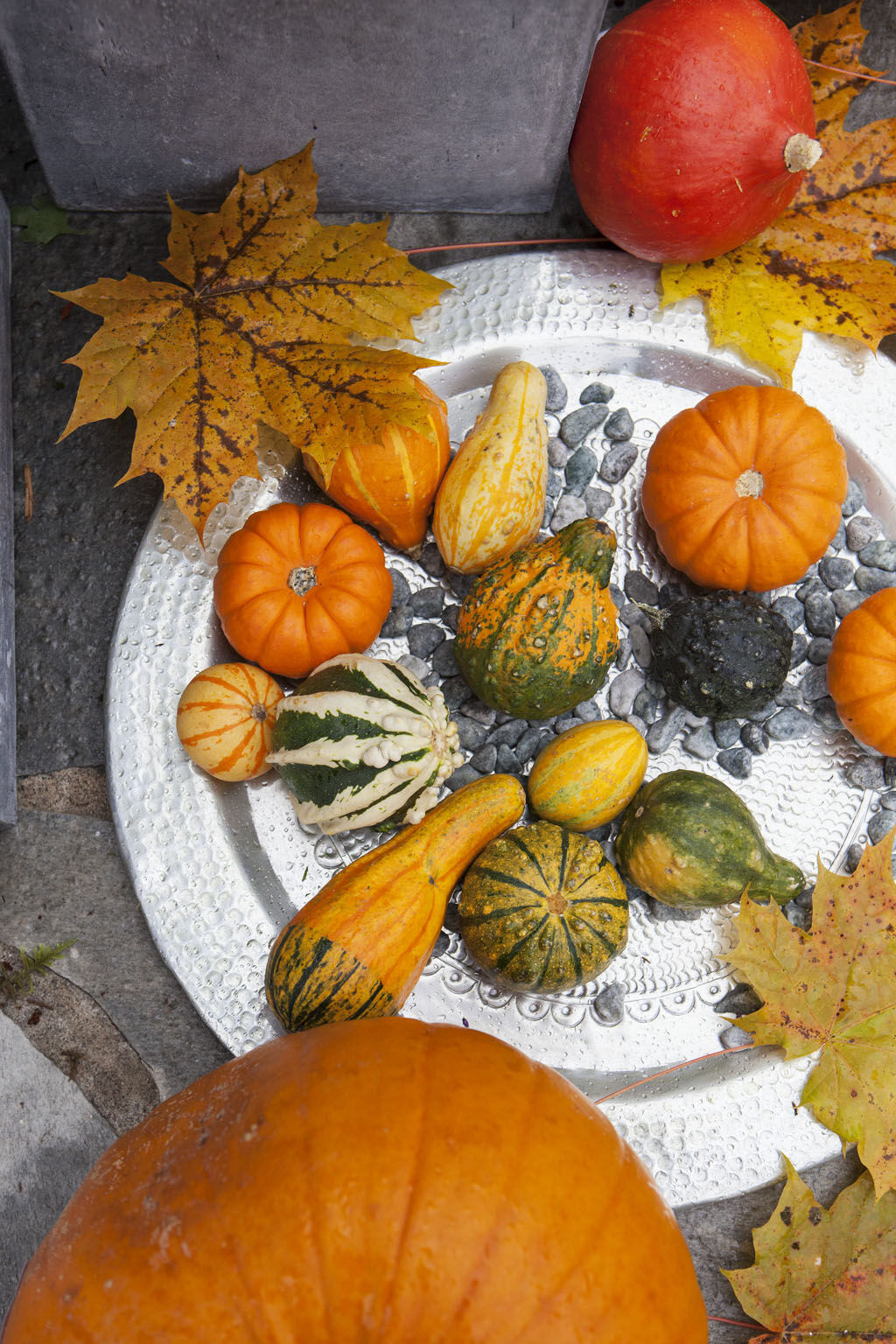små og store gresskar til Halloween. små og store gresskar til Halloween.