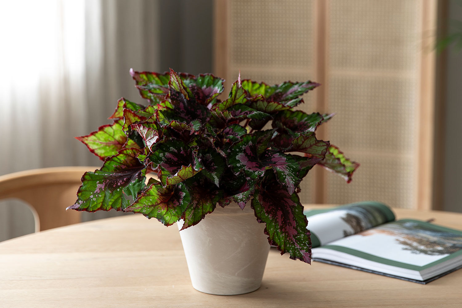 Kongebegonia