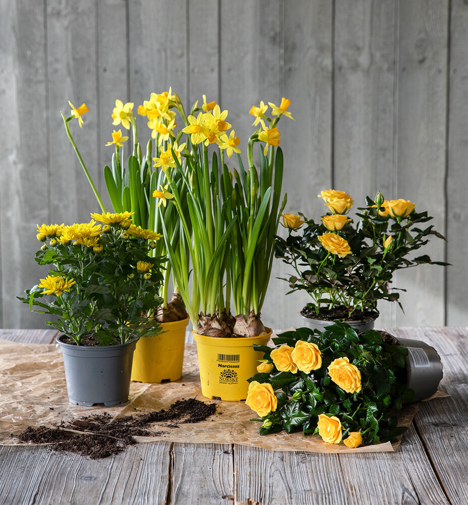 påskepakkene består av vakre påskeblomster påskepakkene består av vakre påskeblomster