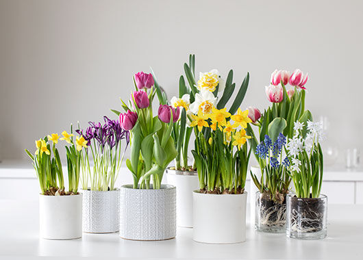 løkblomster løkblomster