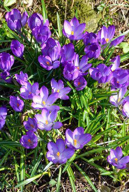 lilla krokus lilla krokus