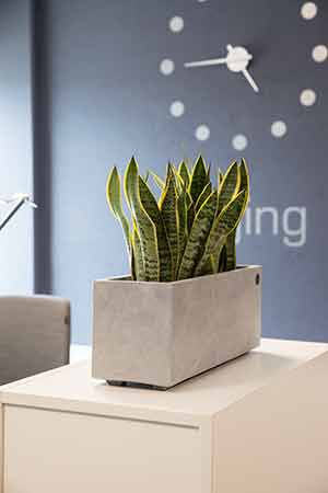 Sansiviera grønne planter Sansiviera grønne planter