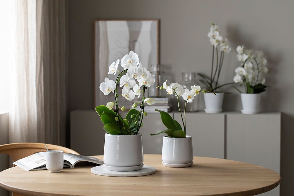 hvit phalaenopsis orkide 