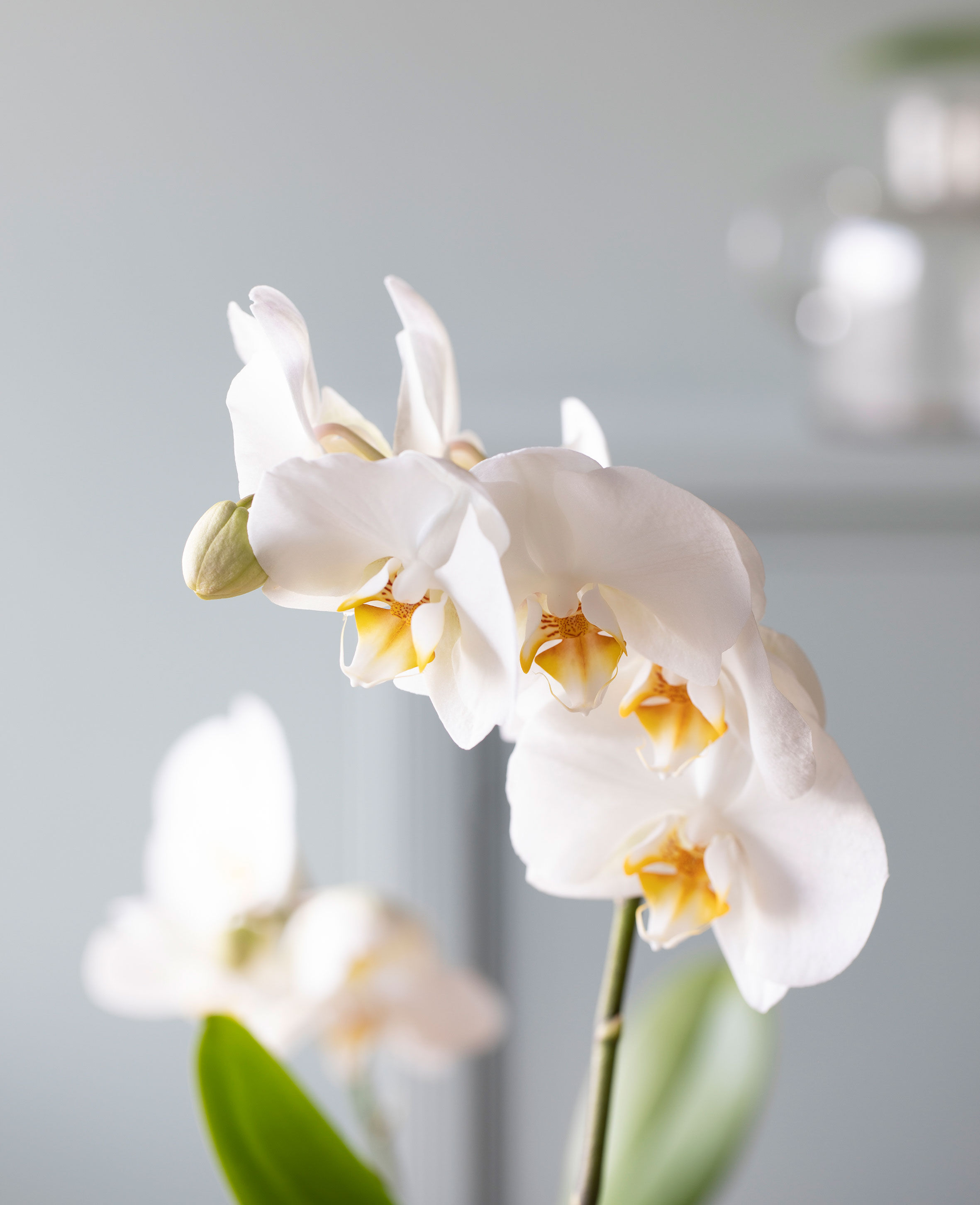 phalaenopsis orkide i glassvase phalaenopsis orkide i glassvase