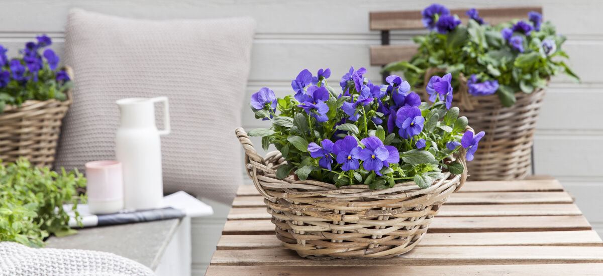 Start v&aring;ren med viola