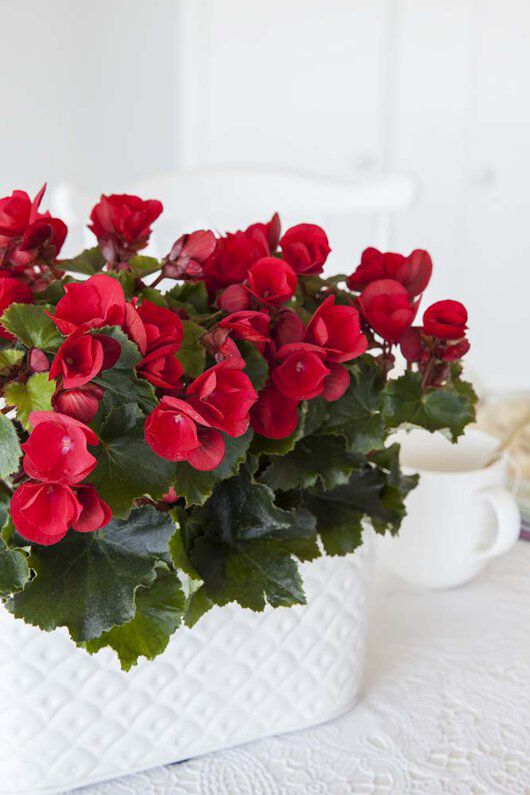 Betulia trives godt både som inneblomst og ute i hagen Betulia trives godt både som inneblomst og ute i hagen