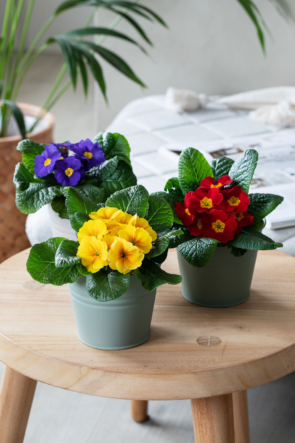 Primula i Synne potter
