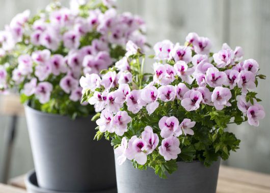 Engelsk pelargonia med sine romantiske blomster er på full fart tilbake i norske hager Engelsk pelargonia med sine romantiske blomster er på full fart tilbake i norske hager