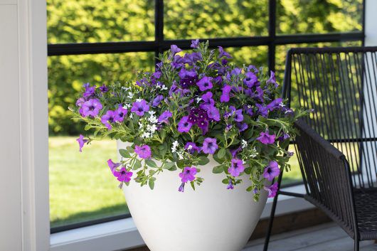 Sommerblomster i Ecopot Sommerblomster i Ecopot