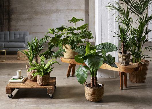 grønne planter i miljø grønne planter i miljø