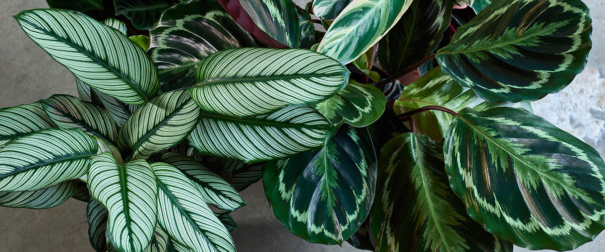 Favorittplantene Calathea 