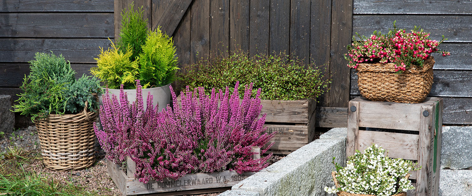 Lyng høstplanter