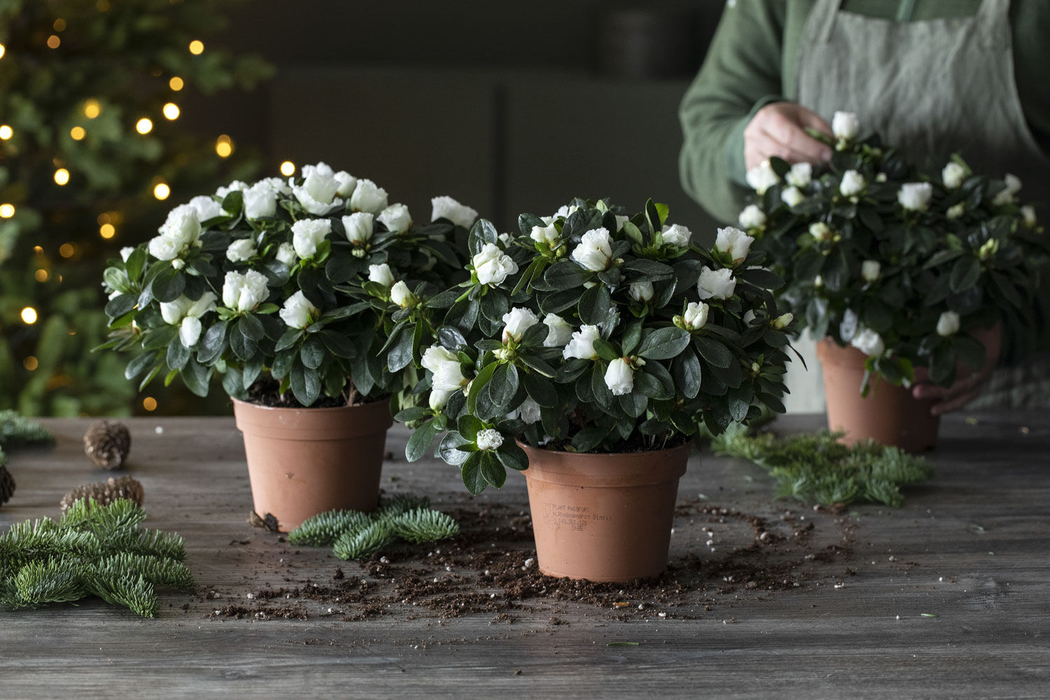 Mester Grønn azalea er miljøvennlig produsert Mester Grønn azalea er miljøvennlig produsert