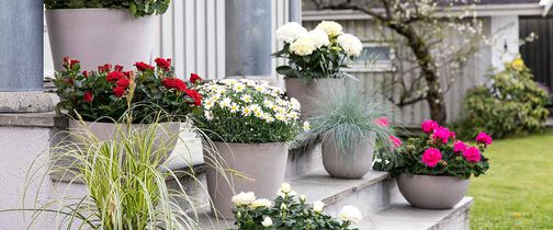 Still av sommerblomster, pelargonia, lobelia, margeritt