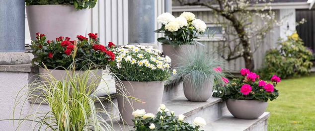 Still av sommerblomster, pelargonia, lobelia, margeritt