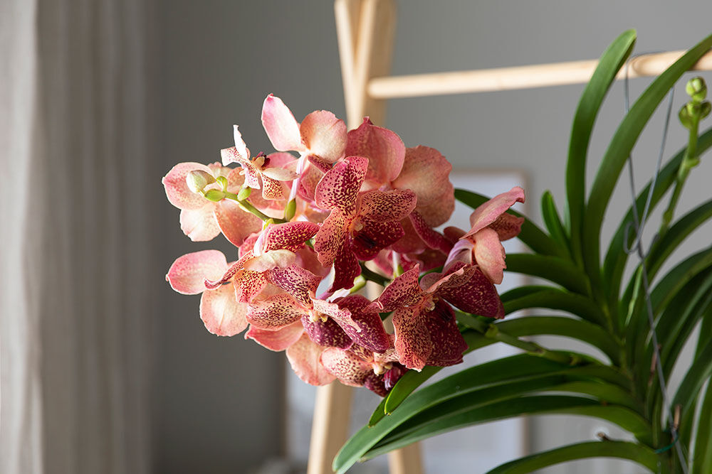 Vanda orkide Vanda orkide