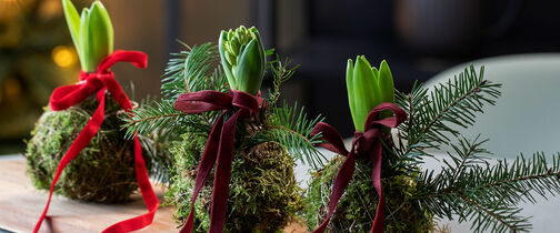 5 kreative DIY-prosjekter med svibel og amaryllis