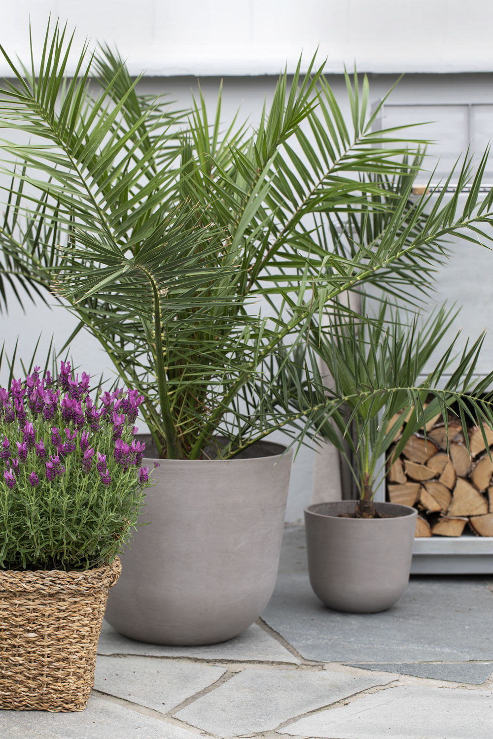 Phoenix palme Phoenix palme