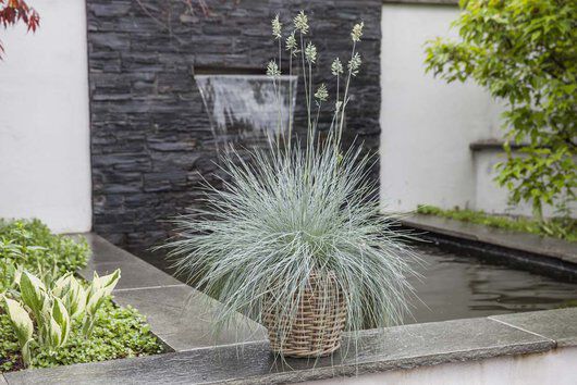 Festuca i kurv Festuca i kurv