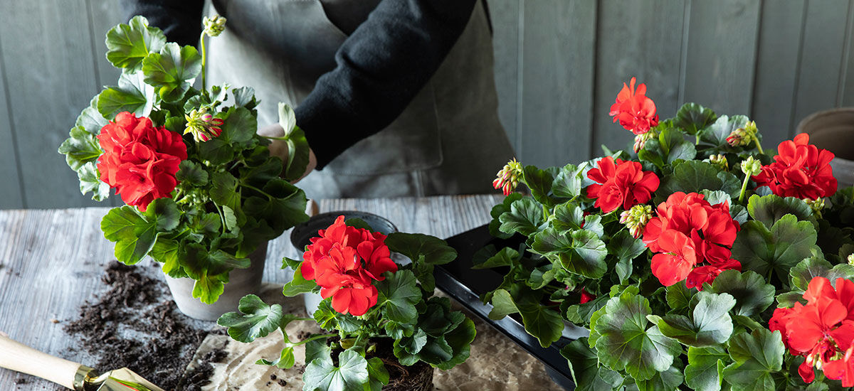 Slik steller du røde pelargonia