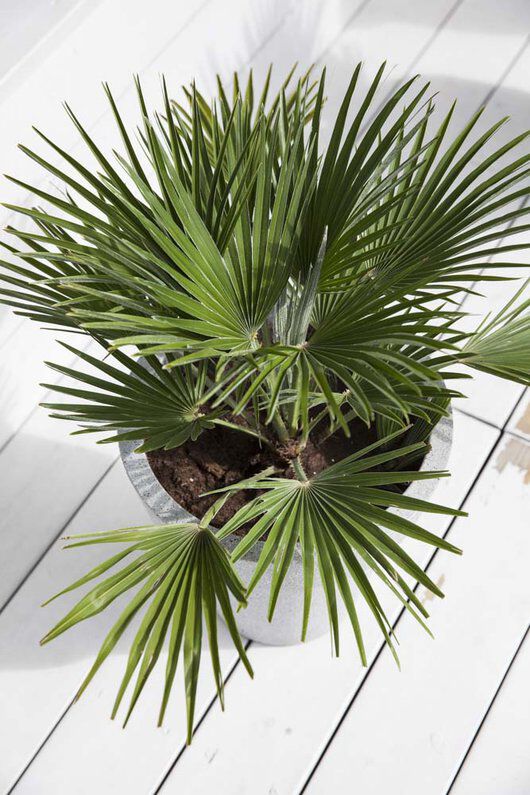chamaerops viftepalme med grønne palmeblader chamaerops viftepalme med grønne palmeblader
