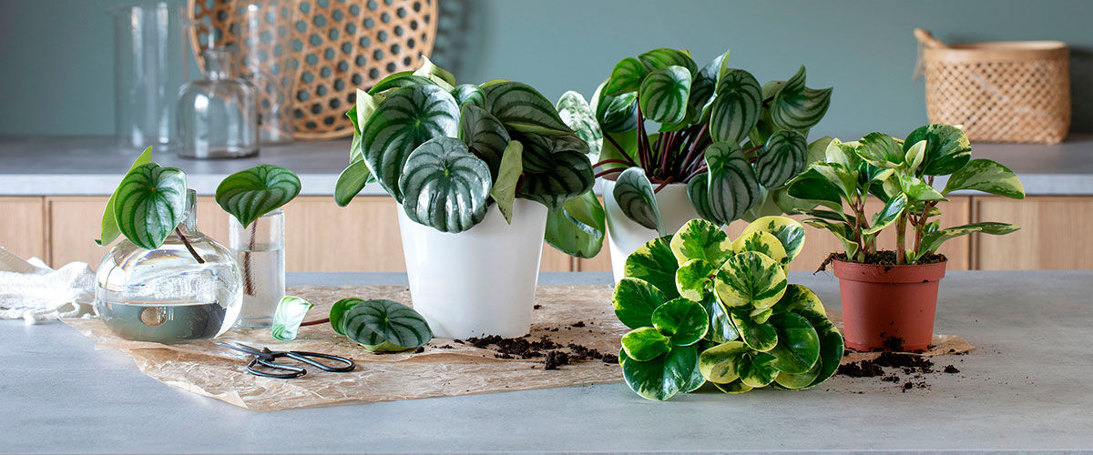 Peperomia