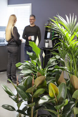 grønne planter skaper trivsel på arbeidsplassen grønne planter skaper trivsel på arbeidsplassen