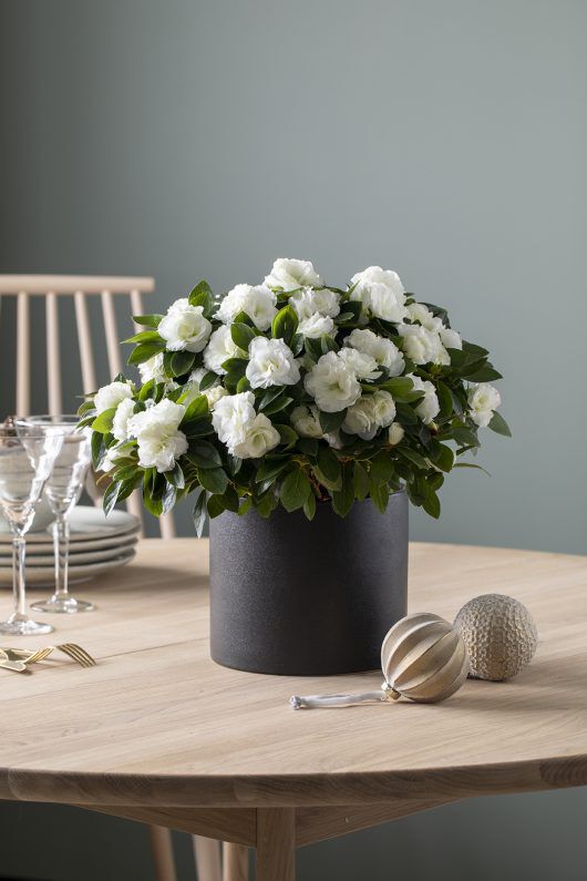 stilig hvit azalea i sort potte stilig hvit azalea i sort potte
