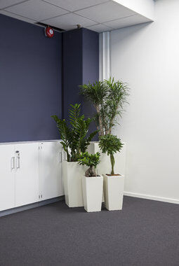 grønne planter i kontorlandskap