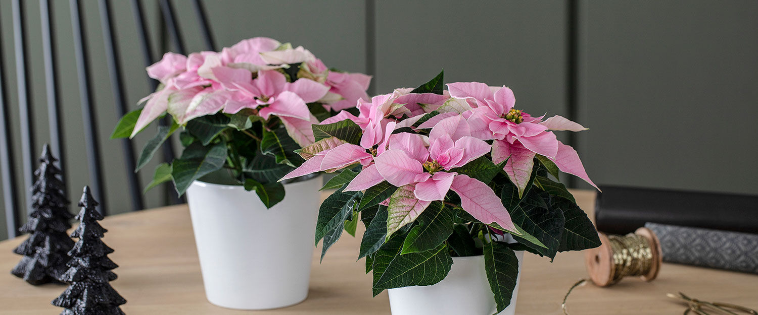 rosa Princettia julestjerne til jul