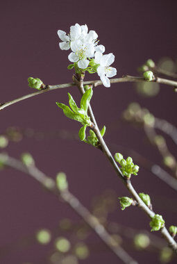 Vakre kirsebærblomster Vakre kirsebærblomster