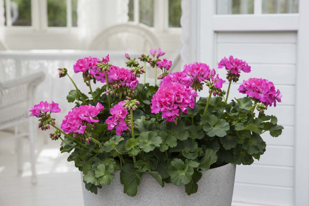 Rosa pelargonia Rosa pelargonia