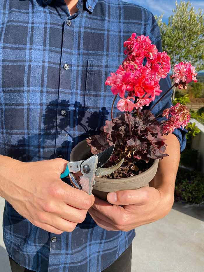 Beskjære pelargonia Beskjære pelargonia
