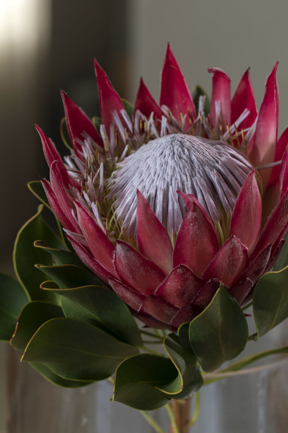Protea