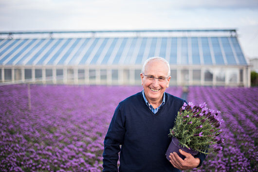 Lavendel produksjon i italia Lavendel produksjon i italia