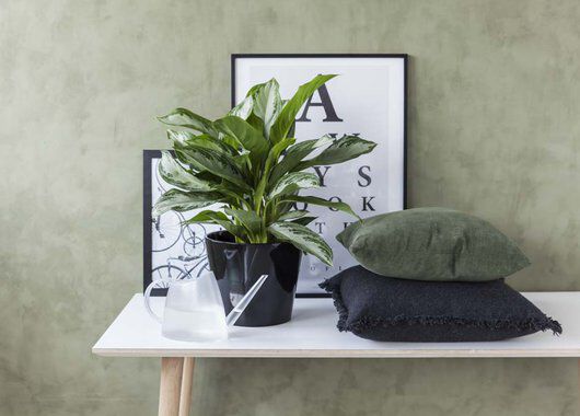 sjømannstrøst aglaonema_grønne planter sjømannstrøst aglaonema_grønne planter