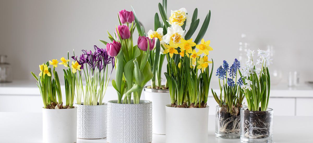 Tilbud på blomster Tilbud på blomster
