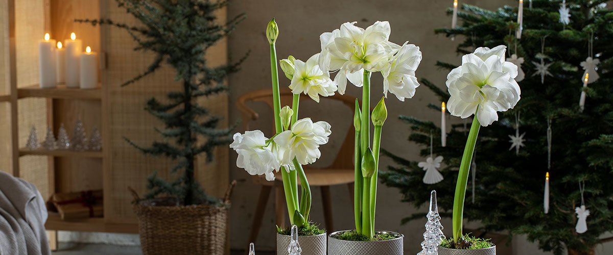 amaryllis i potte