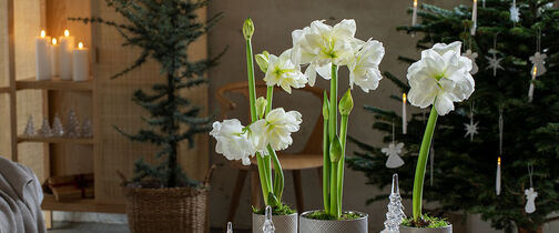 amaryllis i potte