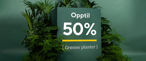 Grønne planter frisker opp i huset
