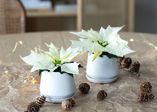 Miniplanter Miniplanter
