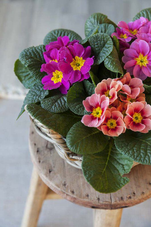 primula i kurv primula i kurv