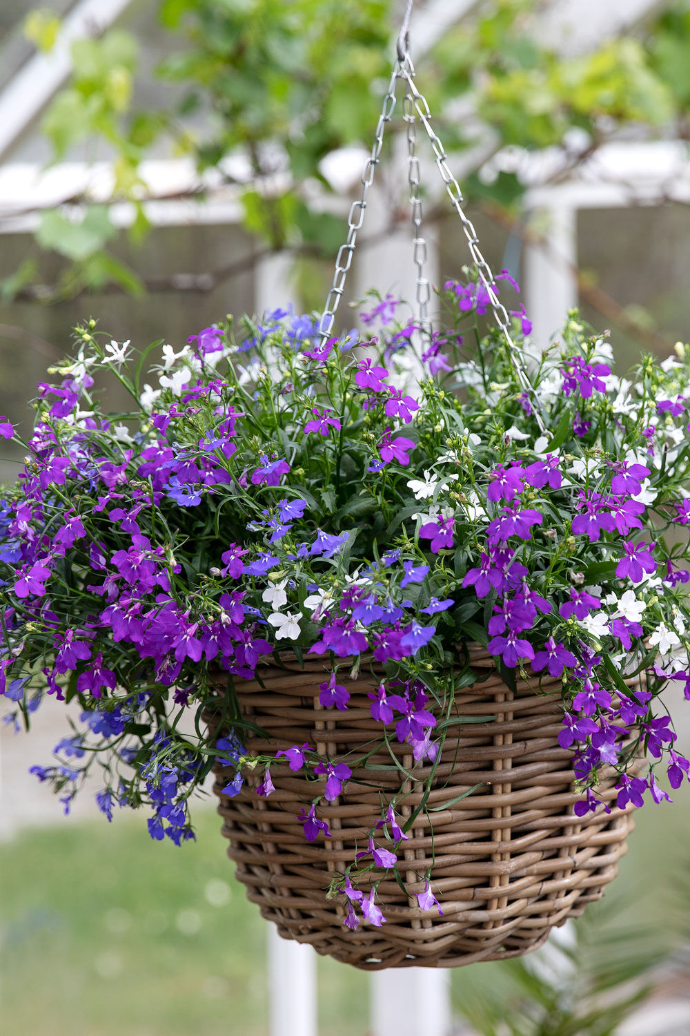 Lobelia ampel