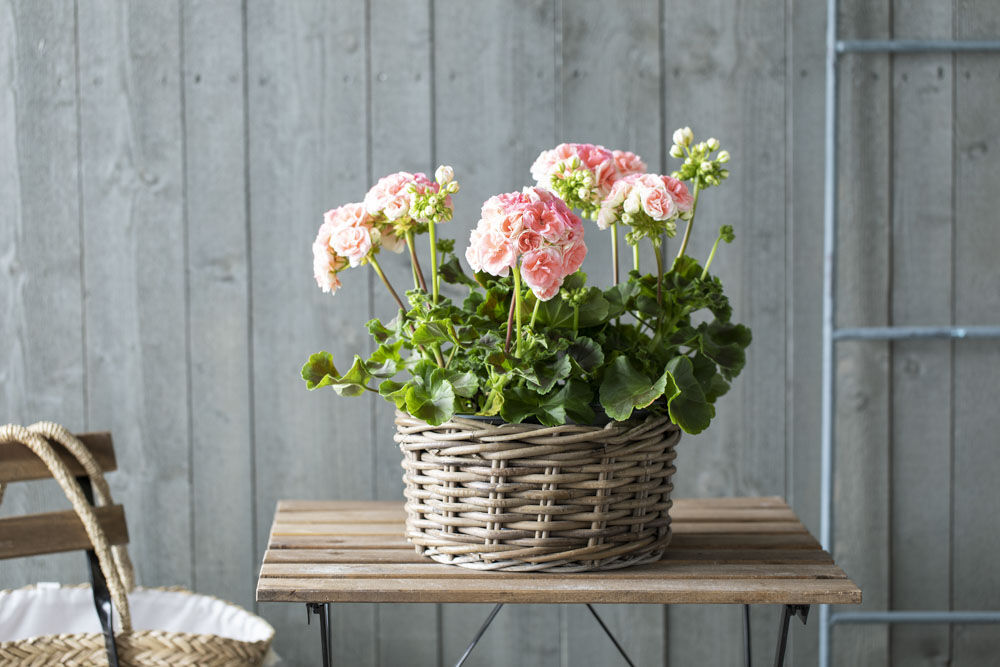 Pelargonia Dronning Astrid Pelargonia Dronning Astrid