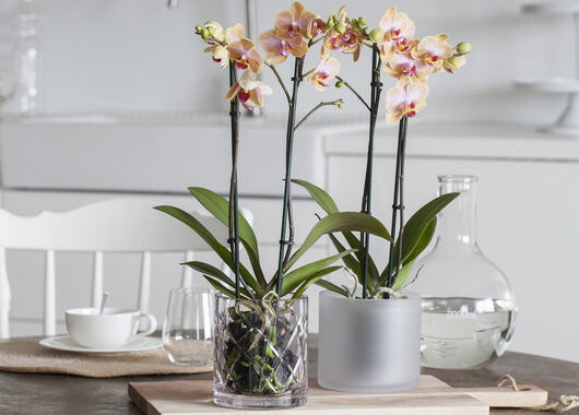 phalaenopsis orkide i miljø phalaenopsis orkide i miljø