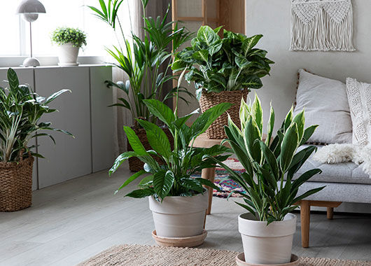 Grønne planter
