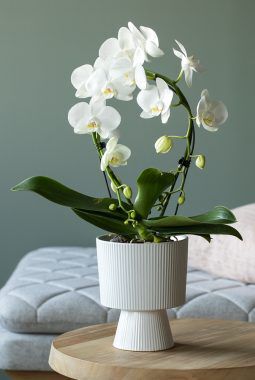 Phalaenopsis orkide Phalaenopsis orkide