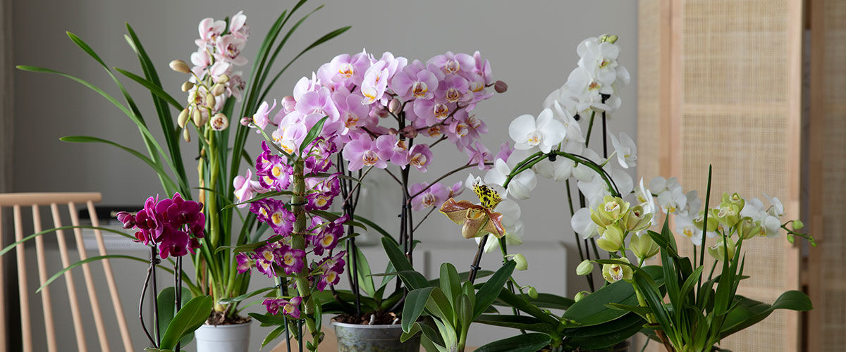 Phalaenopsis orkide Phalaenopsis orkide