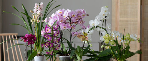 tilbud-alle-orkideer